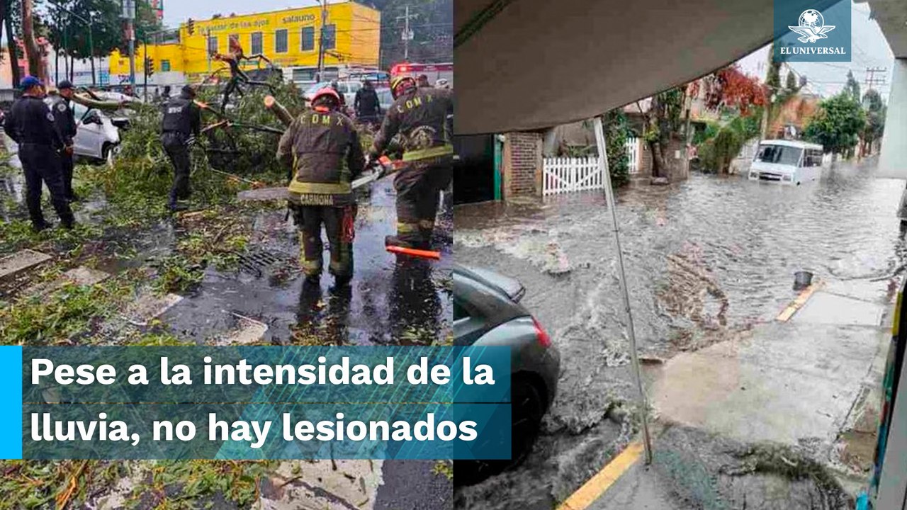 Tras intensas lluvias en la CDMX, reportan caída de árboles