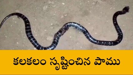 రంగారెడ్డి: గుడిసెలలో పాము కలకలం