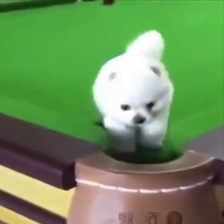 New Funny Dogs Puppies Video 2023, Cute Dogs Puppies Video, New Dogs Video, Beautiful Dogs Pet Video, Cutest Moments Of The Cute Dogs Puppies,