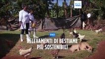 Allevare il bestiame in maniera sostenibile: ci lavora la FAO