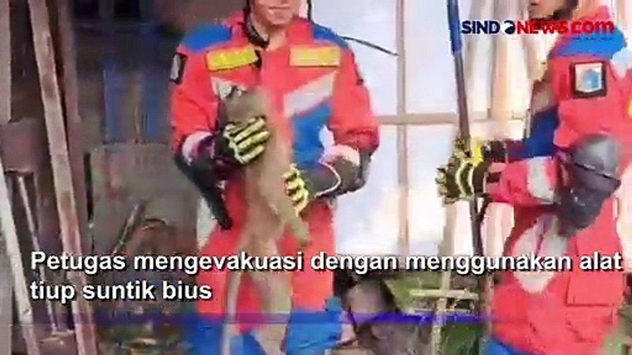 Evakuasi Tiga Monyet Liar yang Duduki Permukiman Warga Cengkareng