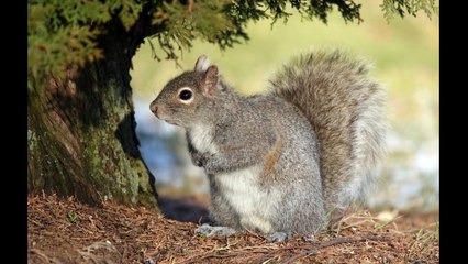 Les écureuils ont conquis le monde ! On vous explique comment