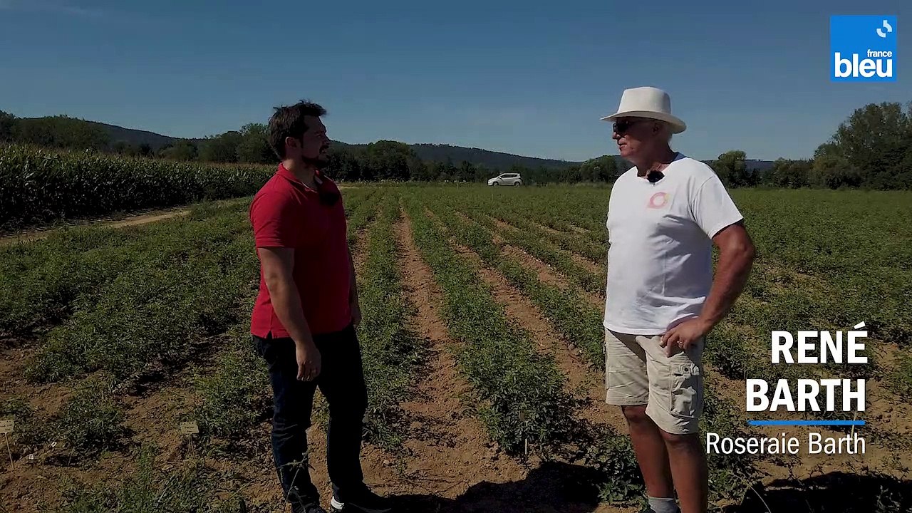 1/5 : René Barth, l'histoire de la roseraie et les premières pousses