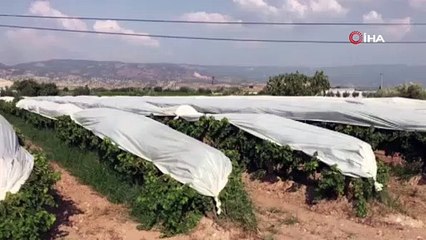 ÜZÜMLER BRANDA ÖRTÜLERLE KORUMA ALTINA ALINDI