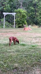Dog Meets Deer
