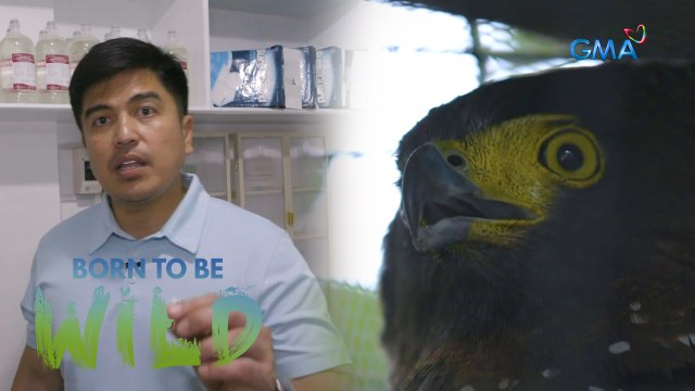 Philippine serpent eagle accidentally hit by a truck | Born to be Wild
