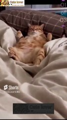 Funny cats' video _ Wonderful cats _ Enchanting cats _endless joy