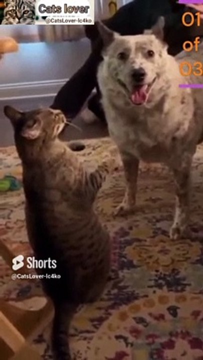 Funny cat's Video _ Nice Cat's video _ Beautiful cats _ Wonderful Cat's Video