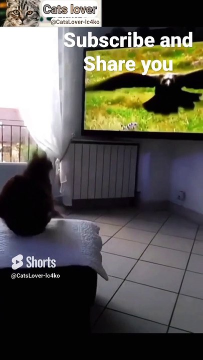 Funny cats video__beautiful cats__Lovely cats__Wonderful animals (1)