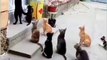 Funny video of cats _ Beautifull cats video _ Nice cats _ Pets _ Cats _ Dogs