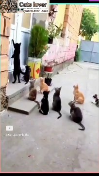 Funny video of cats _ Beautifull cats video _ Nice cats _ Pets _ Cats _ Dogs