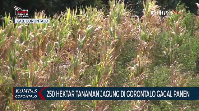 250 Hektar Tanaman Jagung di Kabupaten Gorontalo Gagal Panen