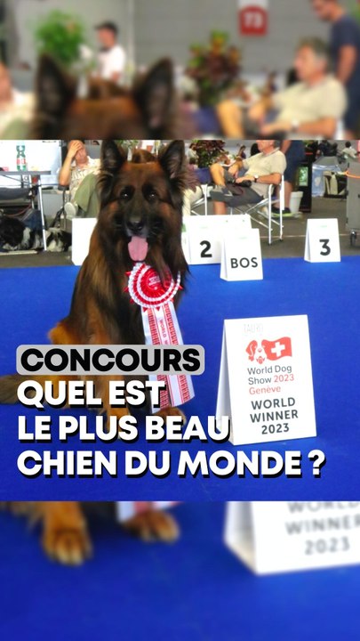 Quel est le plus beau chien du monde ?