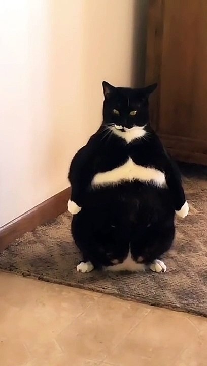 Don't mess with me #life #explore #success #alpha #lol #fun #lmao #laugh #subscribe