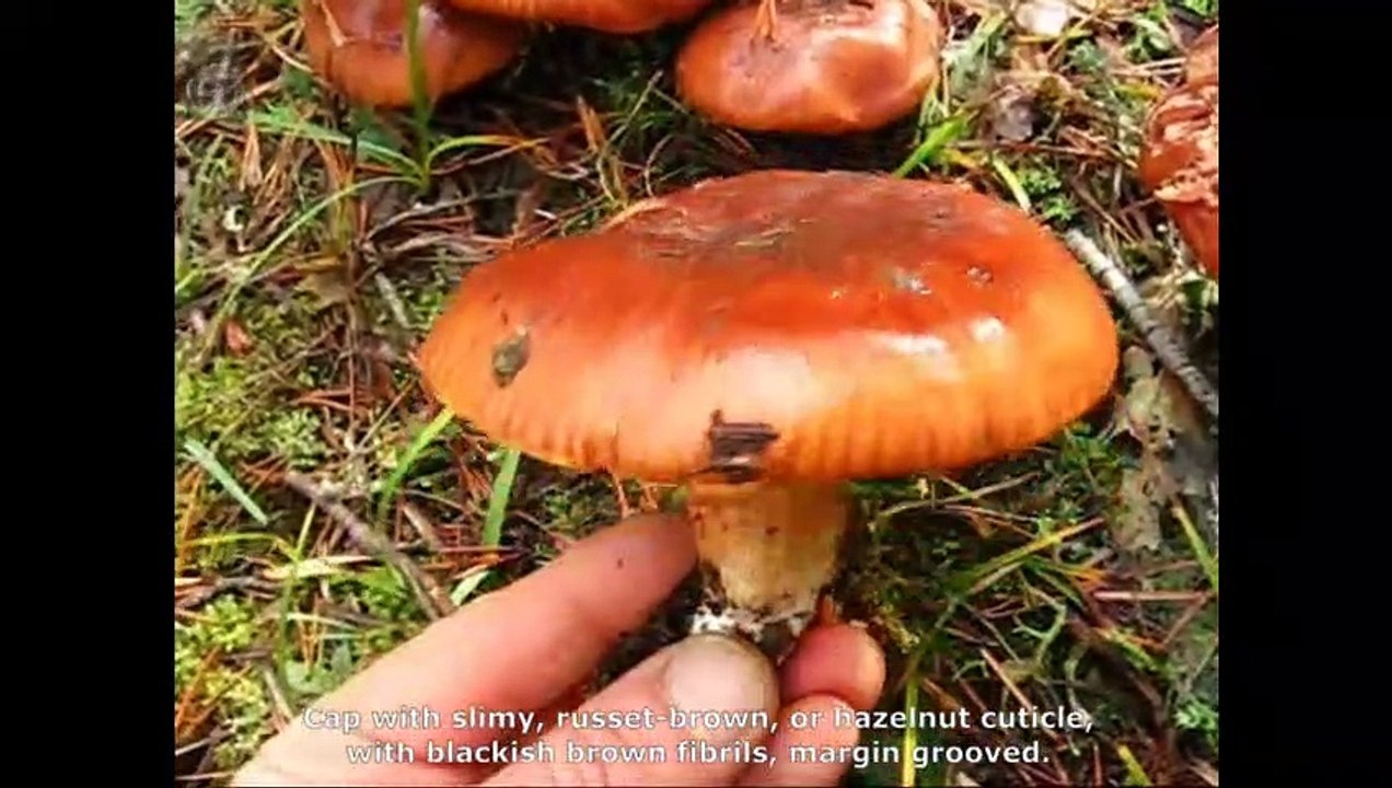Tricholoma ustaloides. Champimaginatis. English Text