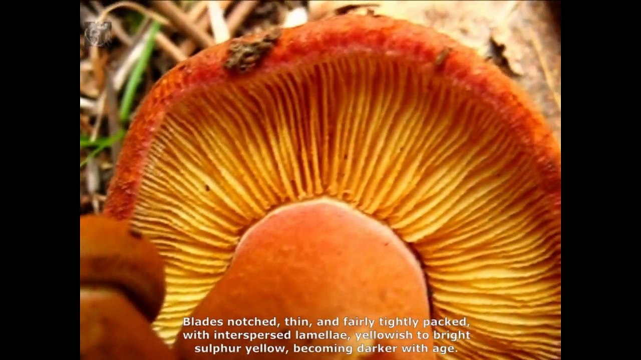 Tricholomopsis rutilans. Champimaginatis. English Text
