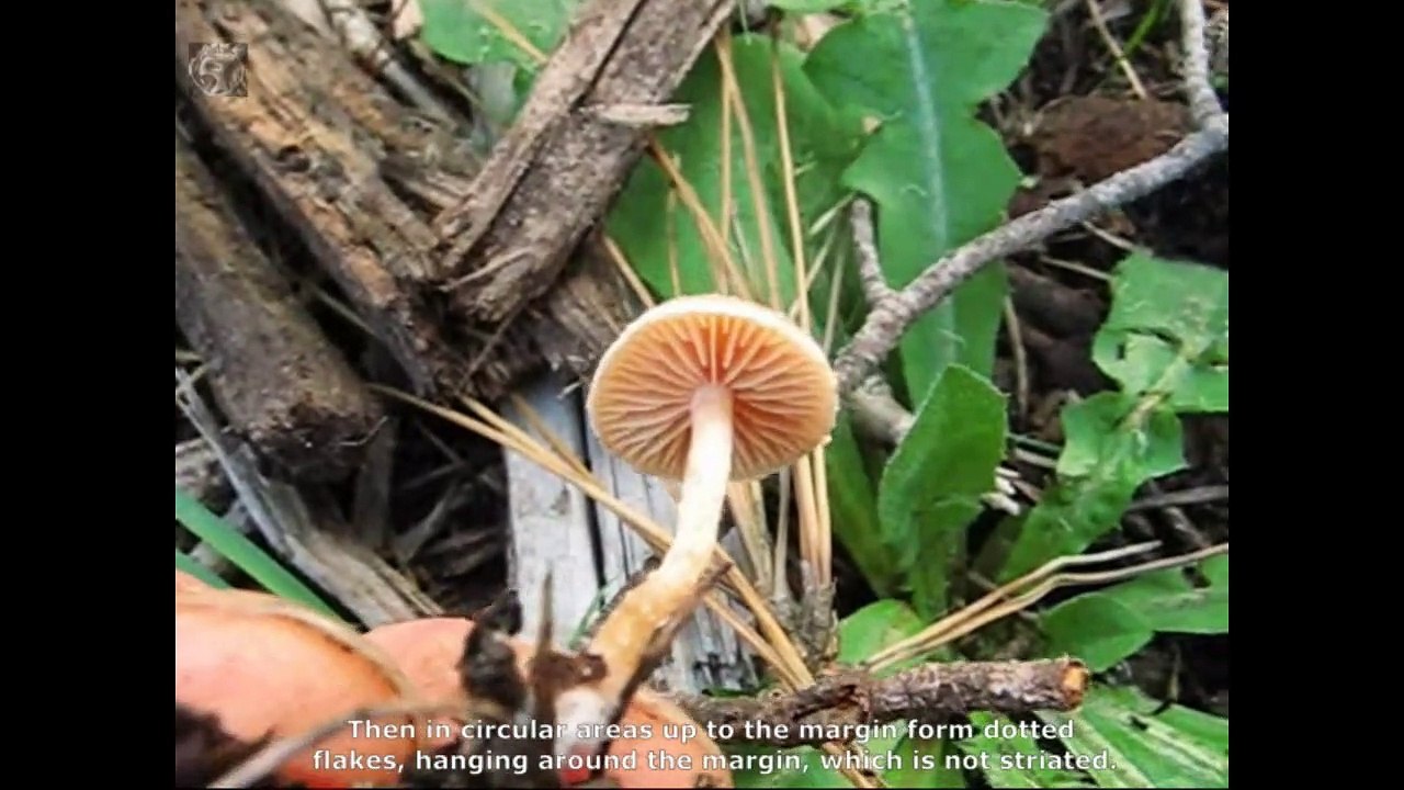 Tubaria conspersa. Champimaginatis. English Text