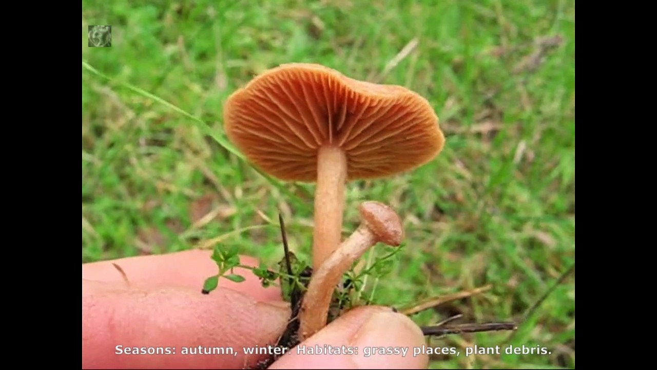 Tubaria furfuracea. Champimaginatis. English Text