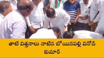 కరీంనగర్: తాటి విత్తనాలు నాటిన బోయినపల్లి వినోద్ కుమార్