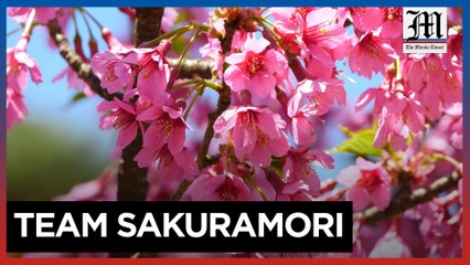 Hirosaki’s cherry tree doctors