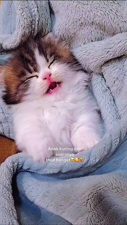 Anak kucing