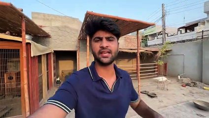 Aj Gaaiya ko Casey ko Ek Sath NhlayaBht Mza aya