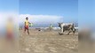 Pyrénées-Orientales : une vache sème la panique sur la plage en cavalant au milieu des promeneurs