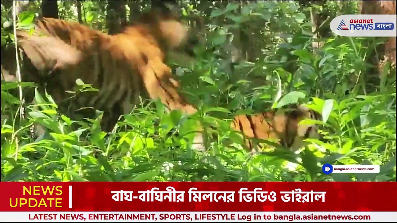 Viral: বাঘের মিলনের দুর্লভ দৃশ্য বন্দি ক্যামেরায়, দেখা মিলল কর্নাটকের ভদ্রা অভয়ারণ্যে