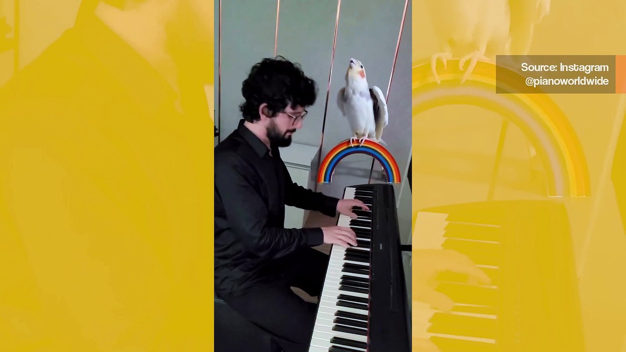 Vogel bildet schönes Duett mit seinem Besitzer, dem Pianisten; schau dir das Video an