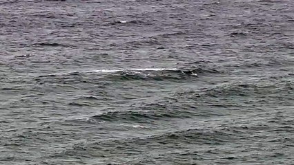 Dolphin Pod Plays in the Waves