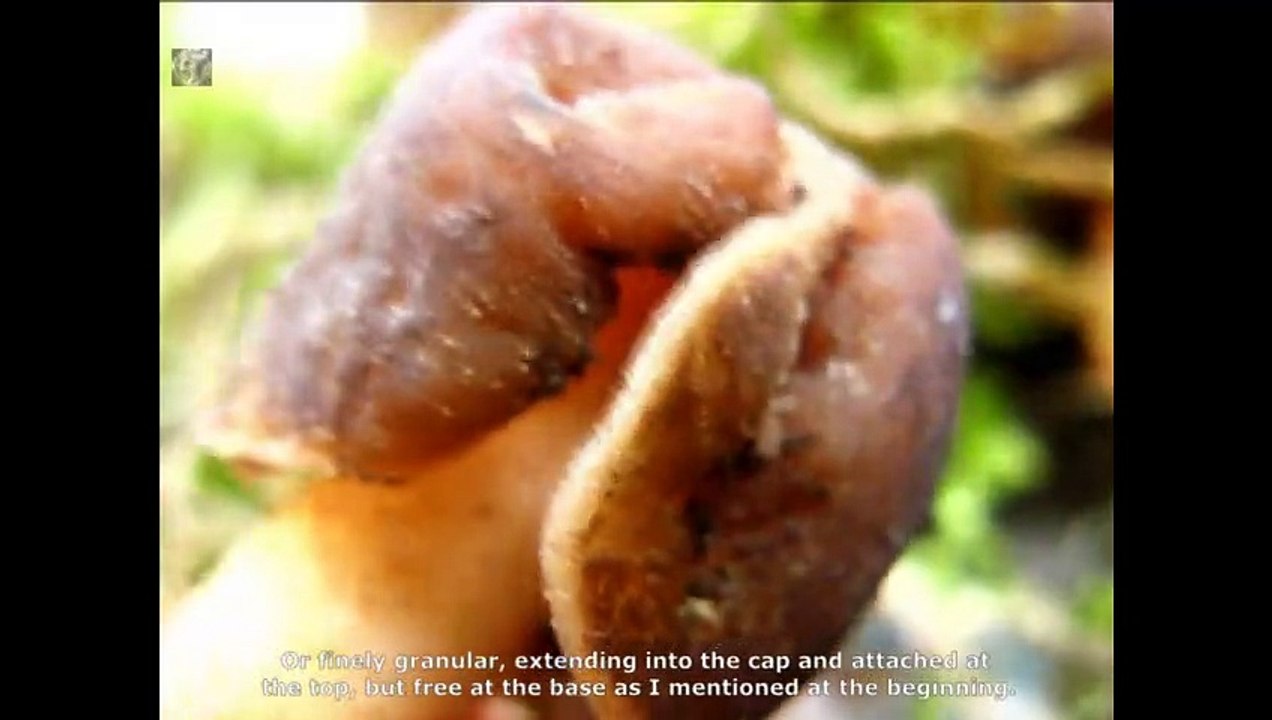 Verpa digitaliformis. Champimaginatis. English Text