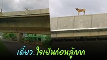 ชีวิตคือการท้าทาย แต่เดี๋ยวนะ... ลงมาก่อนลู้กกก เห็นแล้วใจหายใจคว่ำ