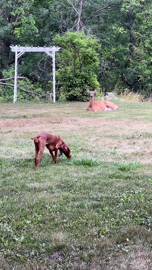 ⁣Dog Meets Deer