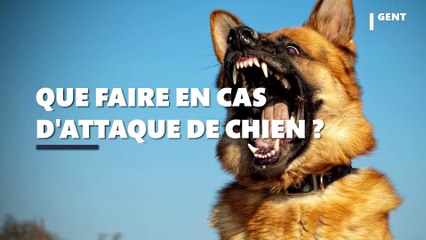 Que faire en cas d'attaque de chien ? Ces gestes qui pourraient vous sauver la vie