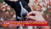 Los dueños de perros deberían evitar que sus mascotas les laman la cara