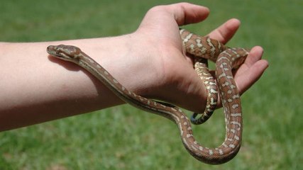 Surfer fined over £1,000 for taking pet python out on board