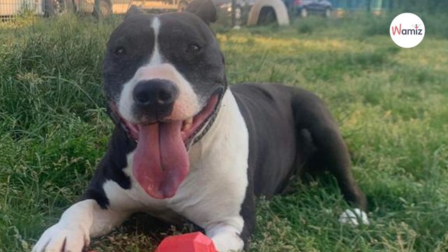 Ce chien attend une famille depuis presque 1200 jours : la SPA de Strasbourg lance un cri du coeur