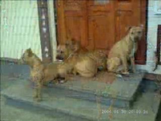 The best amstaff and rednose pitt