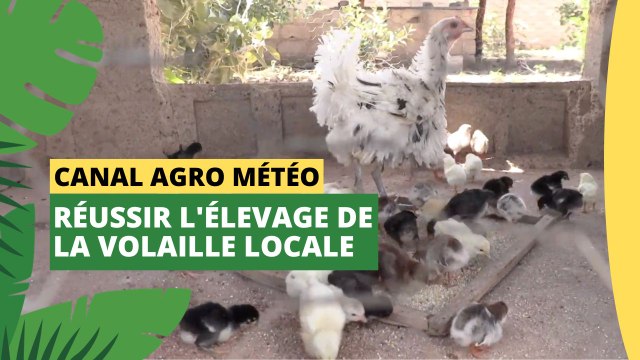Canal Agro Météo : Réussir l'élevage de la volaille locale
