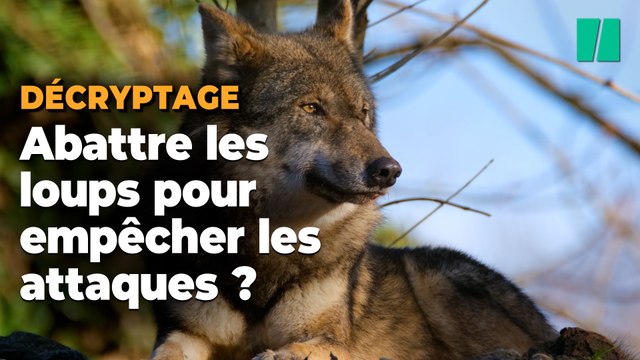 Le plan loup veut simplifier l’usage des armes à feu, mais est-ce la solution la plus efficace ?