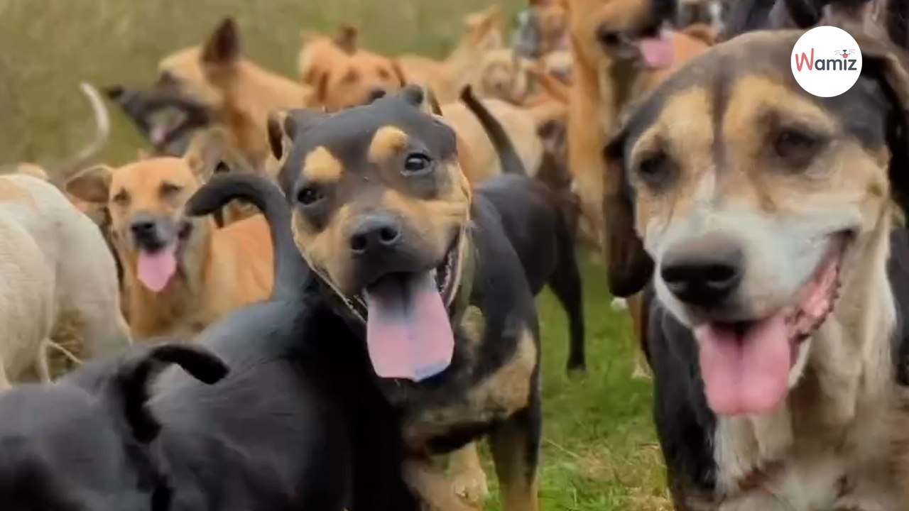 Au Costa Rica, un sanctuaire en plein air propose aux visiteurs d’adopter des chiens abandonnés