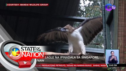 Philippine Eagle na ipinadala sa Singapore, pumanaw | SONA