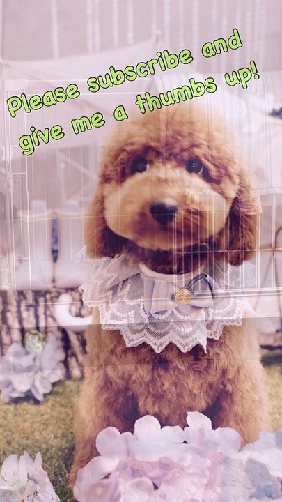 Baby dog short videos | Part 3