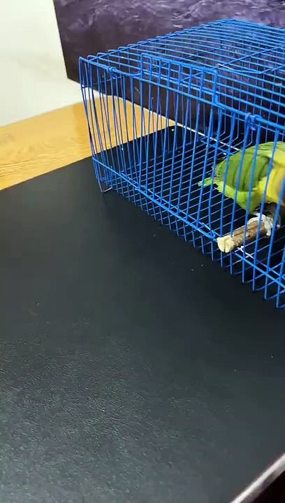 Funny parrot