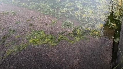 Environmentalists hold ‘wake’ for Lough Neagh over toxic algae bloom