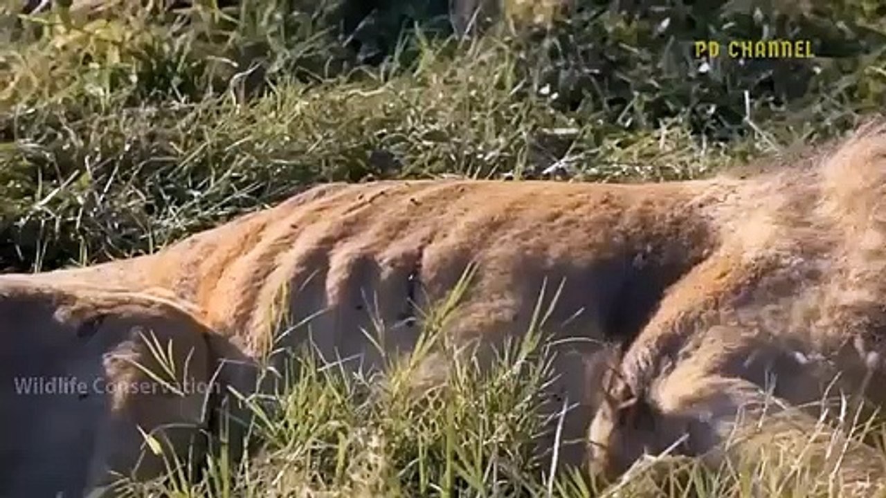 Crazy Scene! Male Lion Suddenly Suffered The Fury Of Mad Buffaloes When Showing Excessive Excitement
