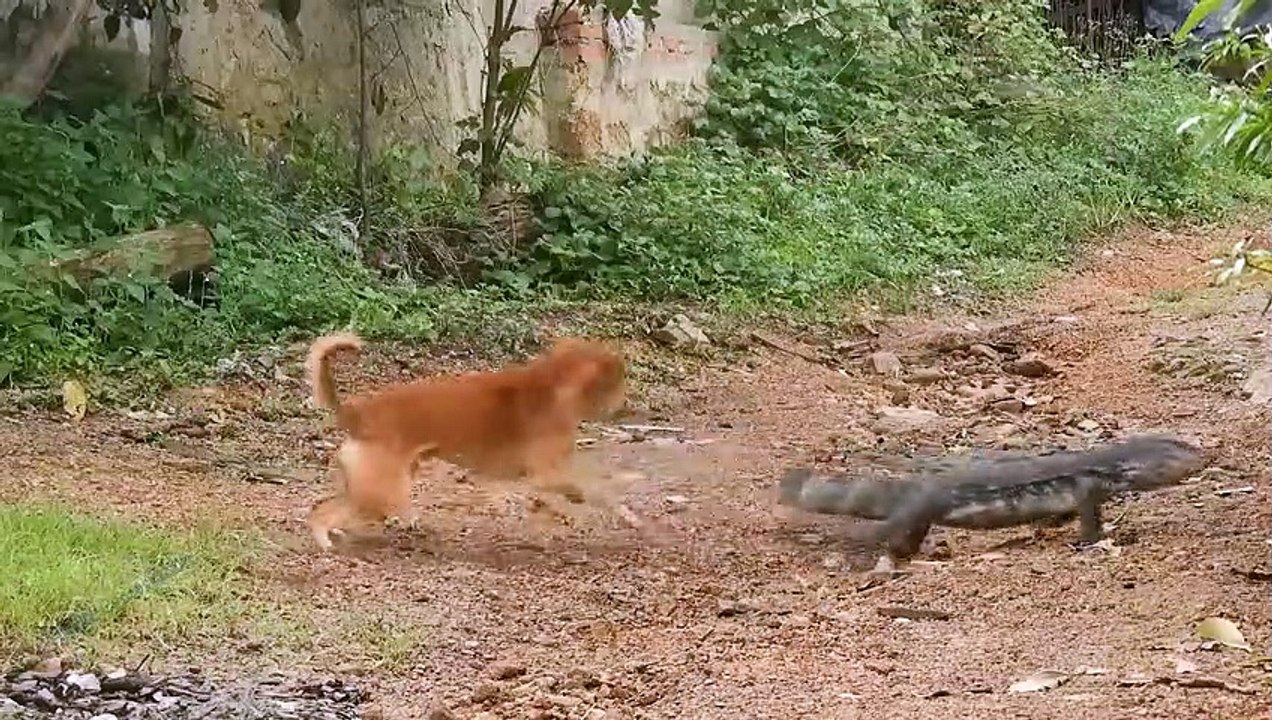 Dogs In Danger! Giant Komodo Dragon Rushed Into Village To Attack Dogs And Steal Goat