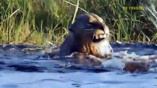 Deadly Predator! Buffalo Loses A Leg For A Chance To Live In The Face Of An Onslaught Of Crocodiles