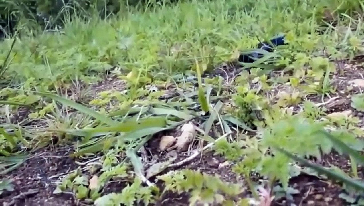 Deadly Trap! Female Lion Screams And Claws To Escape From The Ferocious Giant Snake -Buffalo Vs Lion