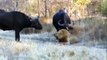 It's Pitiful! Aggressive Male Lion Is Tortured By Buffaloes For Hours To Death - Lion Vs Buffalo